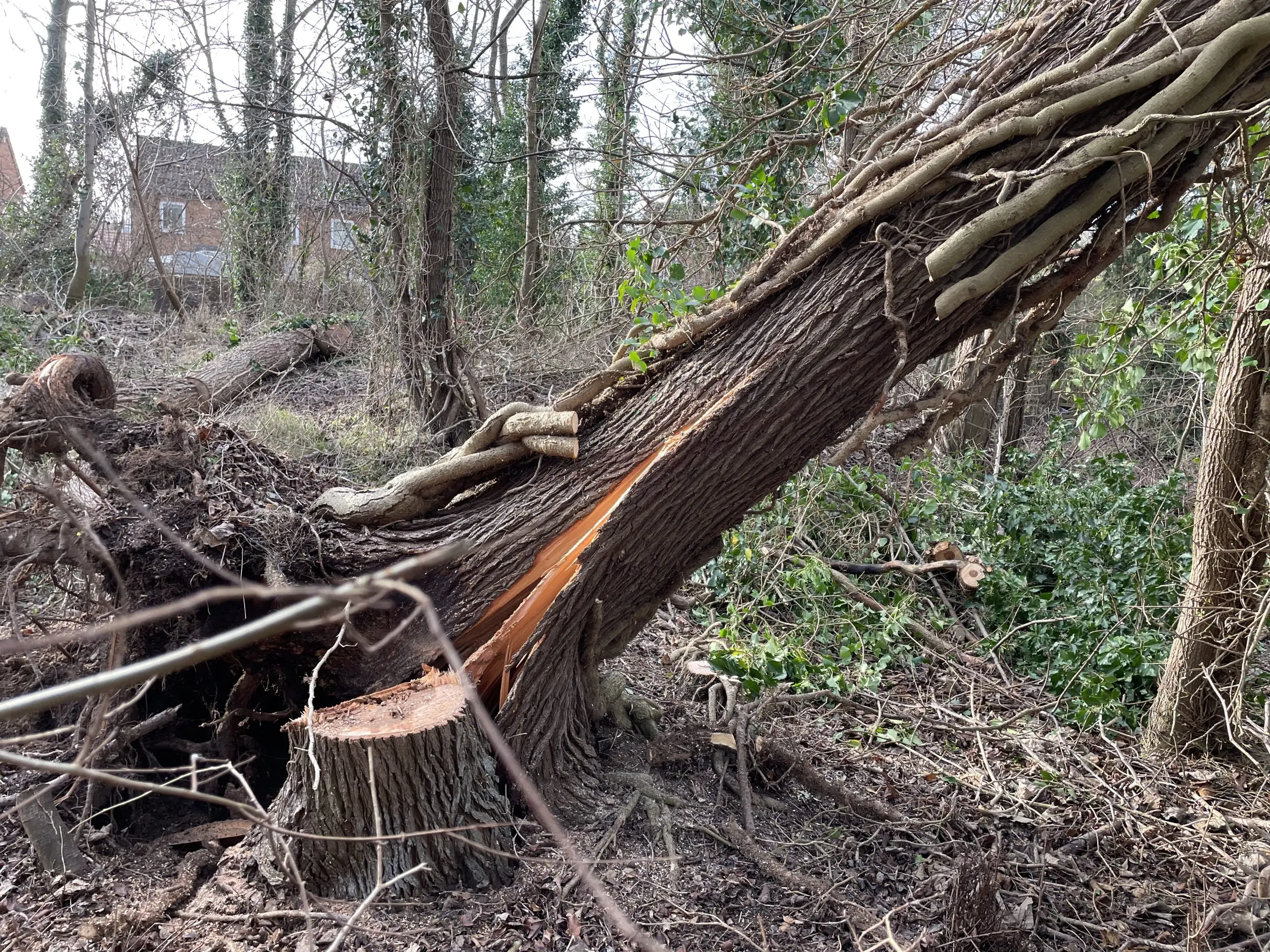 Tree Moats UPDATE: Round Moat Tree Work – 24th January 24 – Fowlmere Parish Council